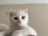 Scottish Fold Kedimize Ömürlük Yuva