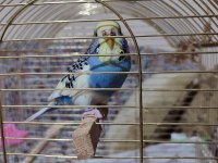 10 aylık erkek muhabbet kuşu