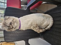 Bütün malzemeleri ile ücretsiz scottish fold