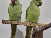 Pakistan papağanları 2 adet