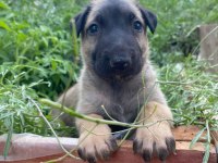 Orjinal Belçika Kurdumuz