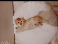 British Longhair Golden Bu 12