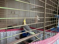 1 yaşında konuşmaya başlamış erkek sultan papağanı