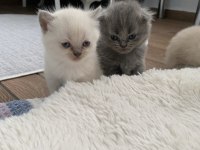 British/Scottish Yavrularımıza Yuva Arıyoruz