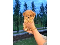 Kore Maltipoo Bebeklerim