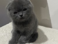 Scottish Ve British Kedimiz