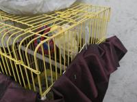 Sultan Papağanı 3 Yaşında Gayet Akıllı Konuşuyor