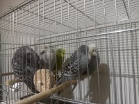 Yavru Jumbo Muhabbet Kuşları