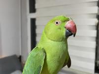 10 aylık erkek pakistan papağanı