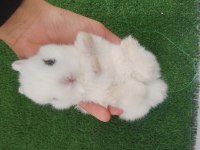 Orjinal Cüce Tavşan Yavruları