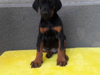 Üst kalite doberman yavruları