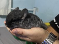 Prehistoricpets güvencesi ile velvet mutasyon chinchilla