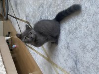 Yavru British Shorthair Kedisi