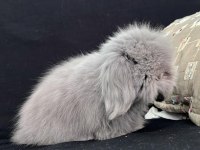 Hollanda Teddy Lop Tavşan Yavruları