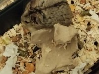 Gonzales Hamster Ücretsiz Sahiplendirme