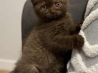 Çikolata scottish fold özel bebek