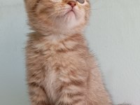 Golden Tabby Dişi British