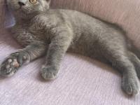 3 Aylık Dişi British Shorthair Kedisi