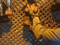 Sağlam Kan Hattı İri Belçika Kurdu Oğlanlar