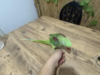 Full Evcil İskender Papağanı Isırmaz Ele Kola Gelir Konulmaya Başladı