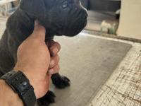 Blue Cane Corso Yavruları
