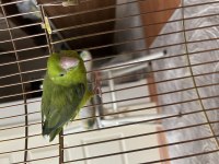 İlgi Delisi Erkek Forpus