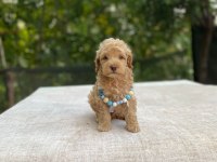 Teacup Maltipoo Bebek Köpekler