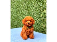 Toy Poodle Cinsi Güzel Yavrularım