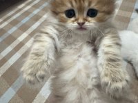 1 Aylık Bebik Kedimize Yuva Arıyoruz