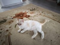 Exotic Shorthair Dişi (1 Yaşında)