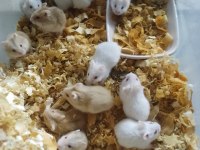 Üreticiden gonzales hamster