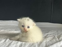 20 Günlük Scottish Ve British Yavrularımız