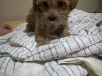 Sevimli maltipoo minik köpekler