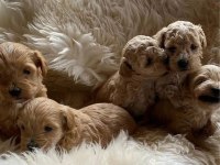 Ruhsatlı İşletmeden Garantili Maltipoo Bebekler