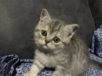 Dünya Güzeli British Shorthair Kediler