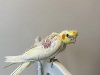 Sultan Papağanı Sahiplendirilecektir