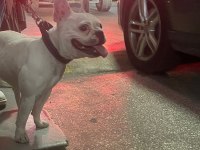 French Bulldog Kızımız Sevgi Dolu Ailesini Arıyor