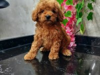 Red brown toy poodle
