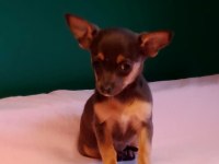 Sıfır numara blue tan chihuahua yavrularımız