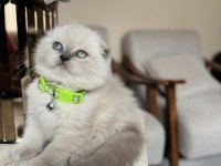 Scottish Fold Bluepoint
