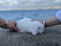 Safkan Yavru Tavşanlar Hollanda Mini Cüce