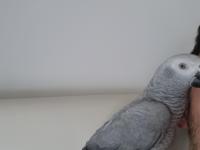 Full Evcil Yavru Jako Papağanı