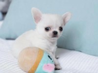 Mini Teacup Irkının En Ufak Chihuahua Bebekleri