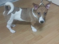 5 Aylık Sorunları Bitmiş, Aşılı, Tuvalet Eğitimli Jack Russell