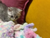 2 Aylık Sütten Kesilmiş Yavru Kedimiz