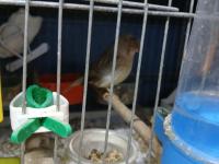 Üst Düzey Gloster Kanaryalar