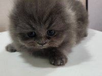 Scottish Fold Erkek Yavru