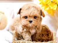 Maltipoo Bebeklerim