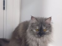 İnanılmaz bir maine coon