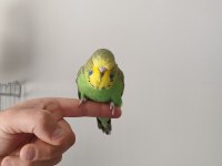 Yeni yeme düşen show jumbo bilezikli muhabbet kuşları